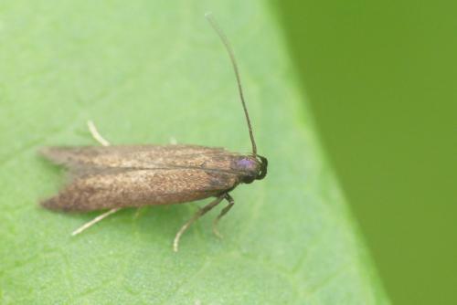 Monochroa tenebrella